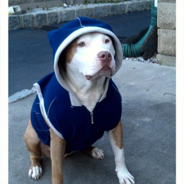 aspca1-624x624